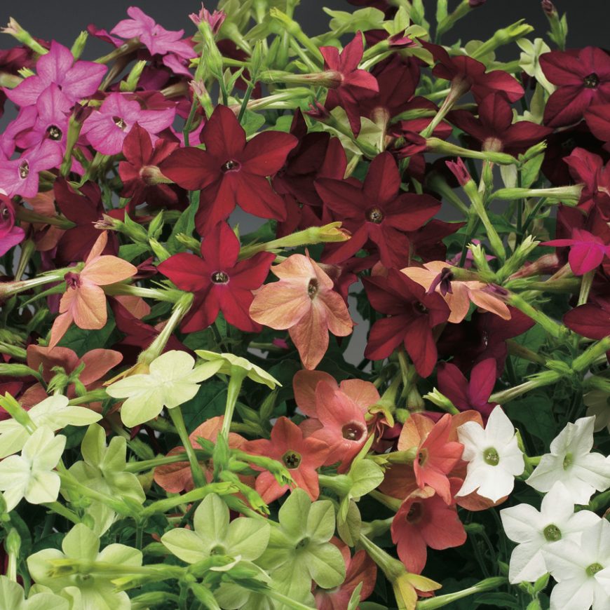 Nicotiana Mixed Pearson S Nursery And Tearoom