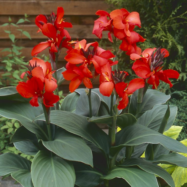 Dwarf Canna Red Pearson S Nursery And Tearoom