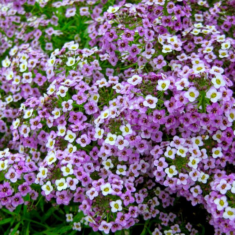 Alyssum purple (multiple pack sizes available) - Pearson's Nursery and ...