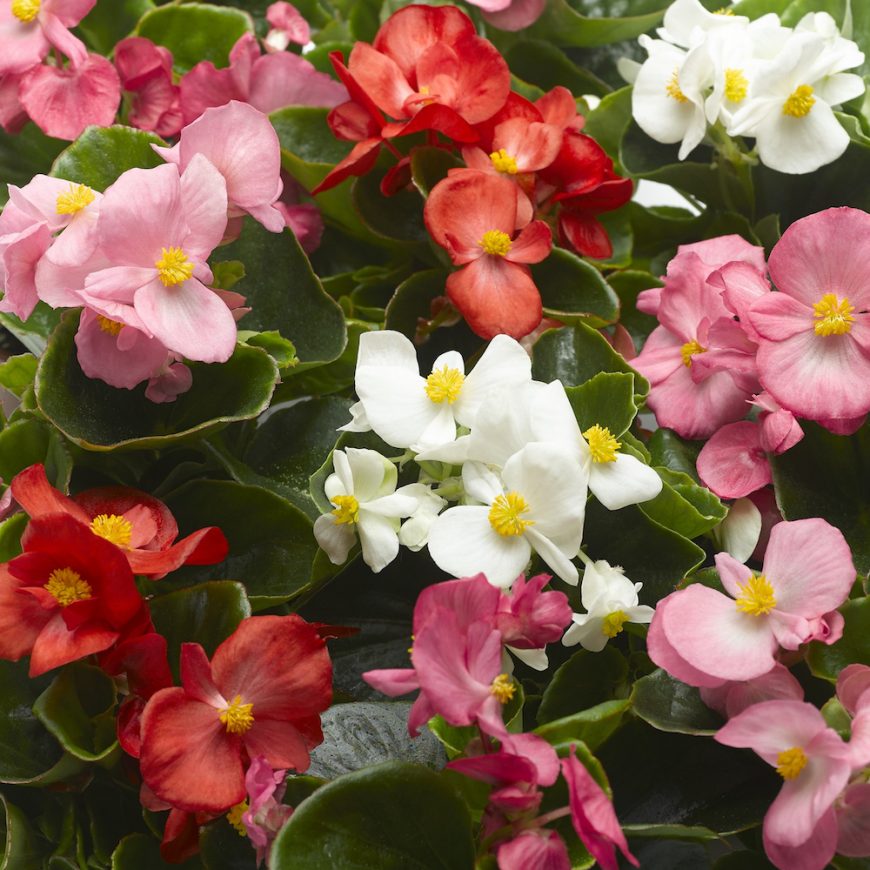 Begonia semperflorens (mixed) (multiple pack sizes available) - Pearson ...