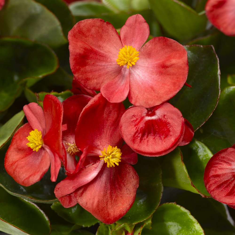 Begonia semperflorens red - Pearson's Nursery and Tearoom