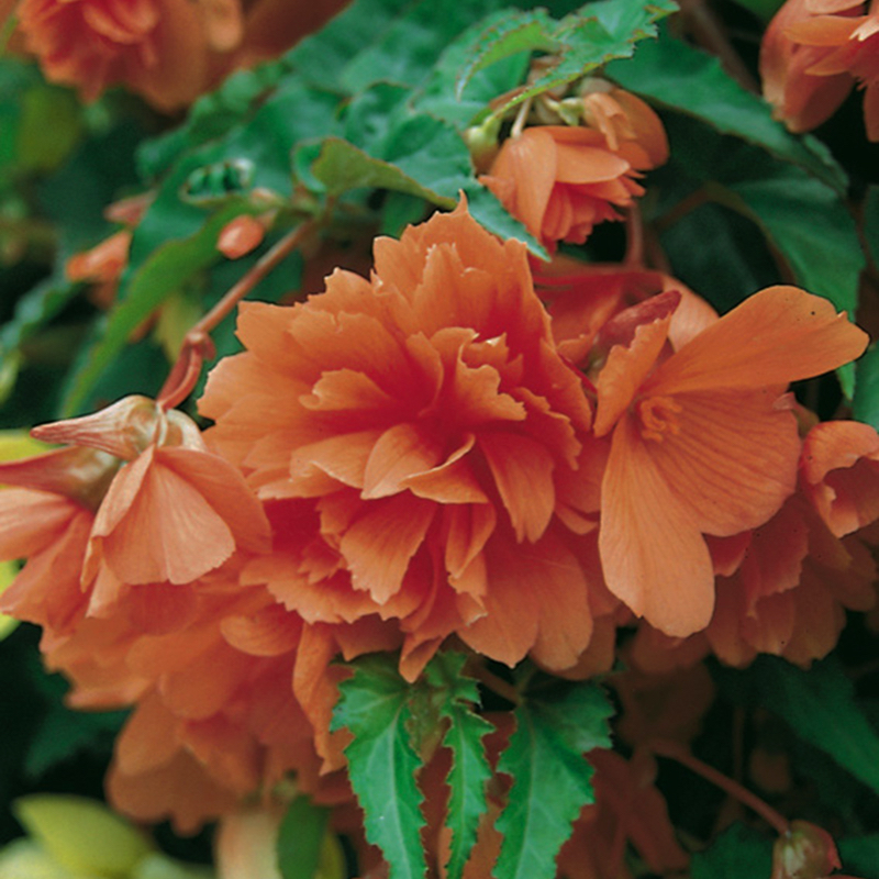 Begonia – Trailing orange (pack of 4) - Pearson's Nursery and Tearoom