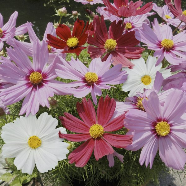 Cosmos Mixed (multiple pack sizes available) - Pearson's Nursery and ...