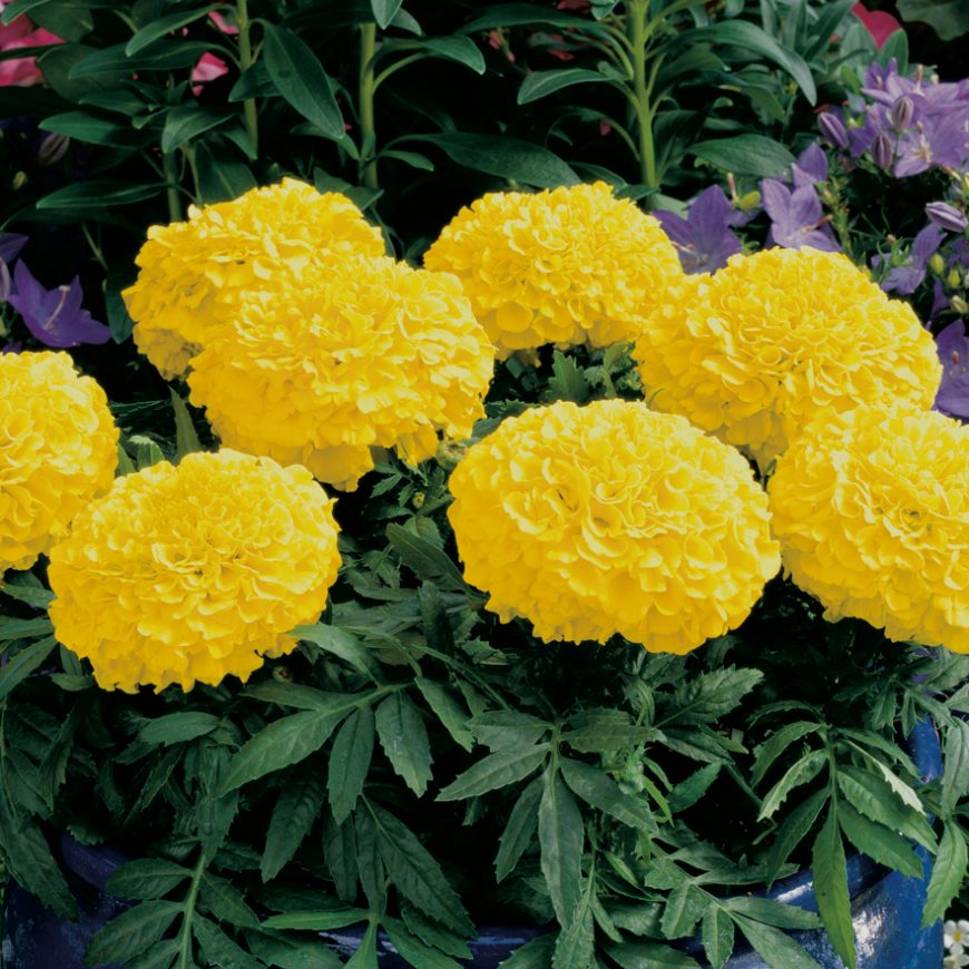 African marigold yellow Pearson's Nursery and Tearoom