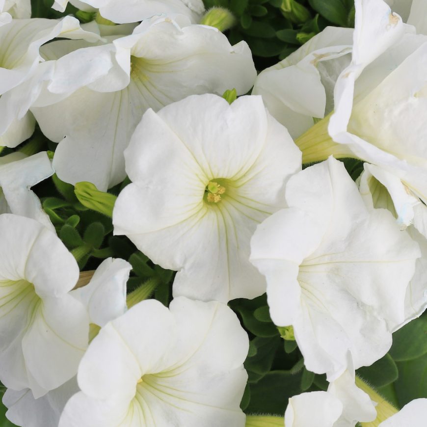 Petunia white - Pearson's Nursery and Tearoom