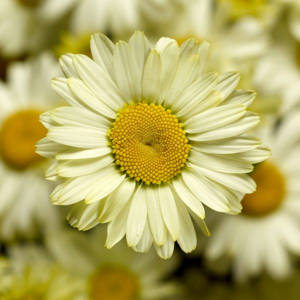 Leucanthemum Pale Yellow - Pearson's Nursery and Tearoom