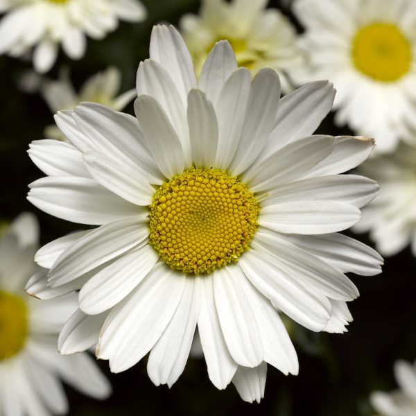 Leucanthemum White - Pearson's Nursery and Tearoom